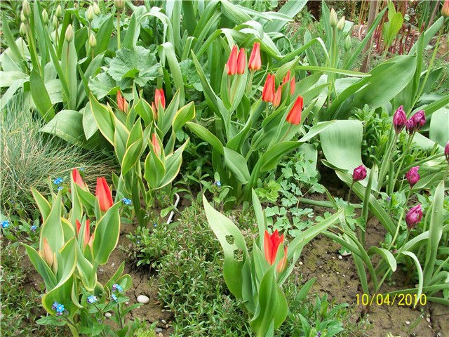 višecvjetni tulipani - lat. tulipa praestans